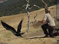 Man releasing endangered species of bird.jpg