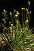 link http://wikis.evergreen.edu/pugetprairieplants/index.php/Agoseris_grandiflora