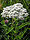 http://wikis.evergreen.edu/pugetprairieplants/index.php/Achillea_millefolium