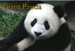 File:Panda.png