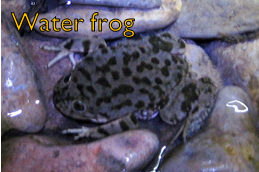 File:Frog.png