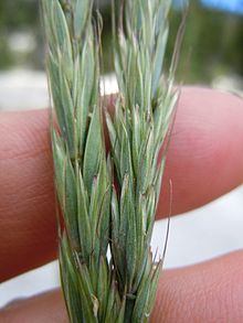 Elymus glaucus