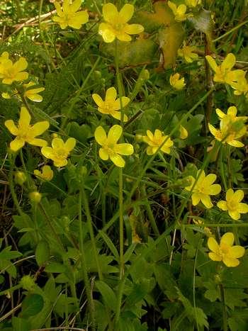 Ranunculus occidentalis