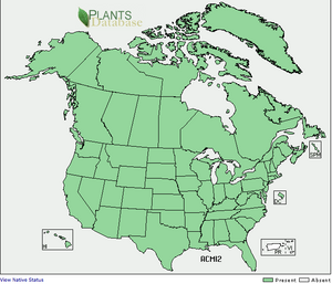 Widespread throughout North America
