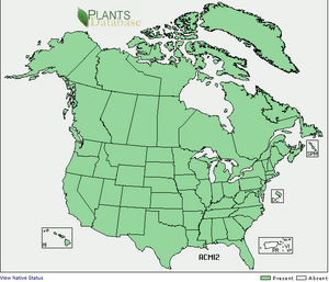 Distribution of Yarrow