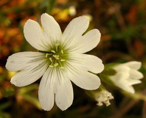 Cerastium arvense