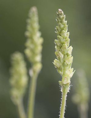 Heuchera chlorantha