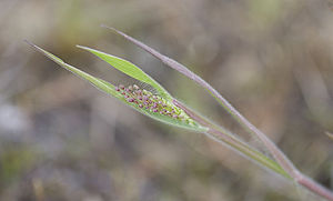Dichanthelium acuminatum