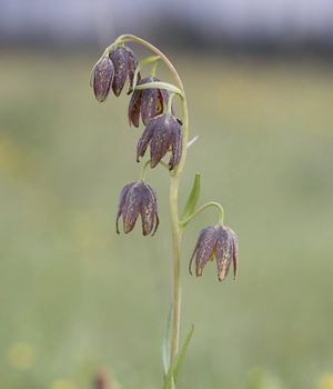 Fritillaria affinis