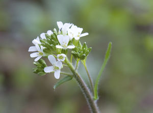 Arabis hirsuta