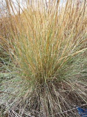 Festuca roemeri - Puget Prairie Plants