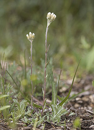 Antennaria howellii