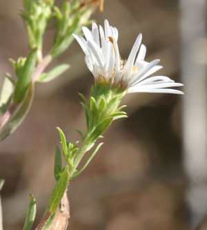 Symphyotrichum hallii