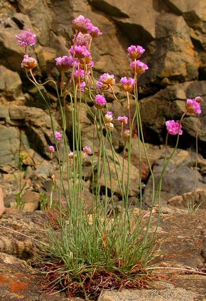 Armeria maritima