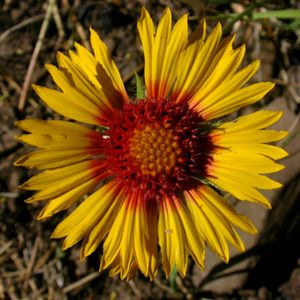 Achillea millefolium