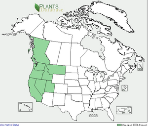 Distribution of bigflower agoseris