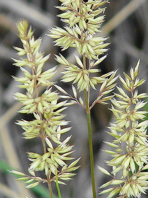 Koeleria macrantha