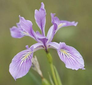 Iris tenax