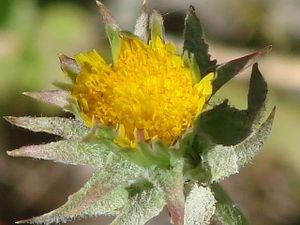 Agoseris grandiflora