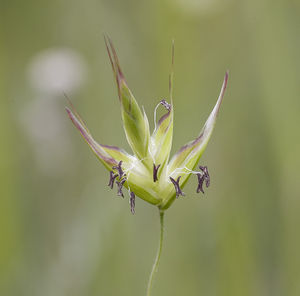 Danthonia californica