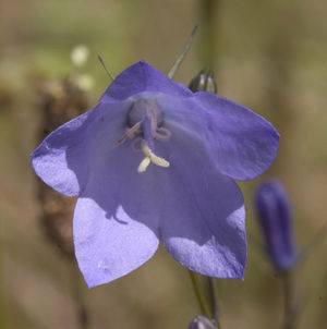 Campanula rotundifolia