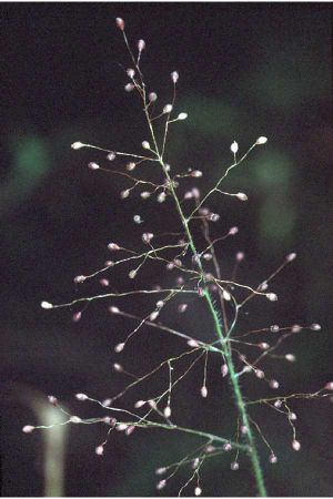 Dichanthelium acuminatum