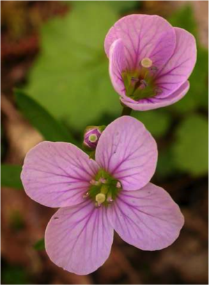 Cardamine nutallii