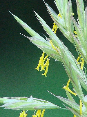 Bromus carinatus