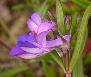 Collinsia grandiflora