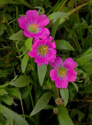 Calandrinia ciliata