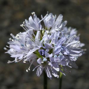 Gilia capitata