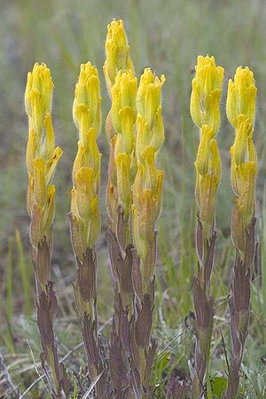 Castilleja levisecta