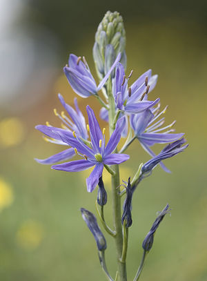 Camassia leichtlinii