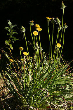 Agoseris grandiflora