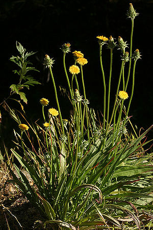 Agoseris grandiflora