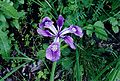 Iris tenax.jpg