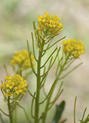 Barbarea orthoceras