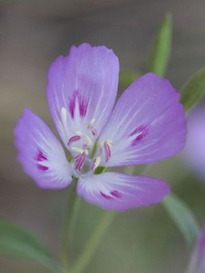 Clarkia amoena