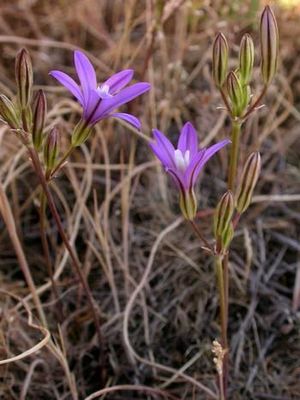 Brodiaea coronaria