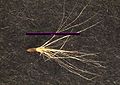 Antennaria neglecta(A howellii) use.jpg