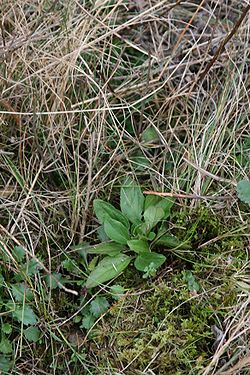 Occasional basal leaves of Prunella vulgaris