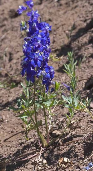 Delphinium menziesii