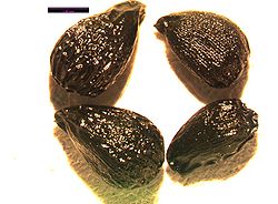 Camassia quamash seeds. Photo by Lisa Hintz