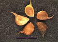 Ranunculus occidentalis.jpg