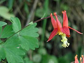 Aquilegia formosa