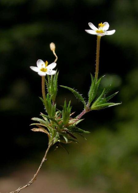 Leptosiphon bicolor Puget Prairie Plants