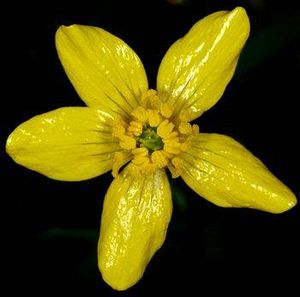 Ranunculus occidentalisflower