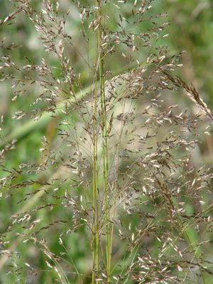 Deschampsia cespitosa