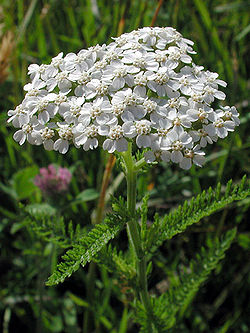 Achillea millefolium.jpg