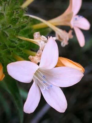 Collomia grandiflora